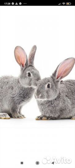 Кролики