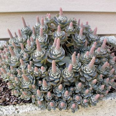 Аптения вариегатная,ампель. Горноколосник