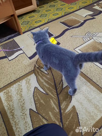 Британская