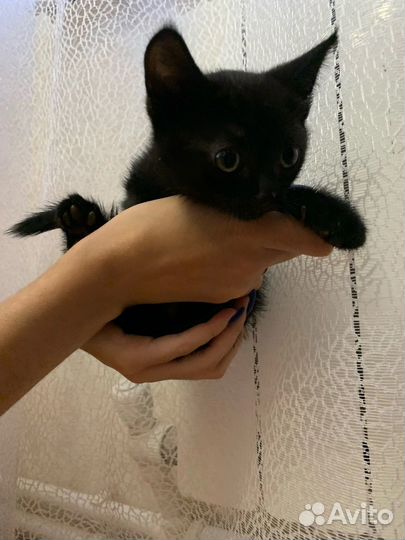 Котятки в добрые руки