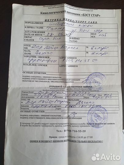 Хаска Сибирска