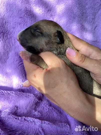 Щенок бультерьера (стандарт)