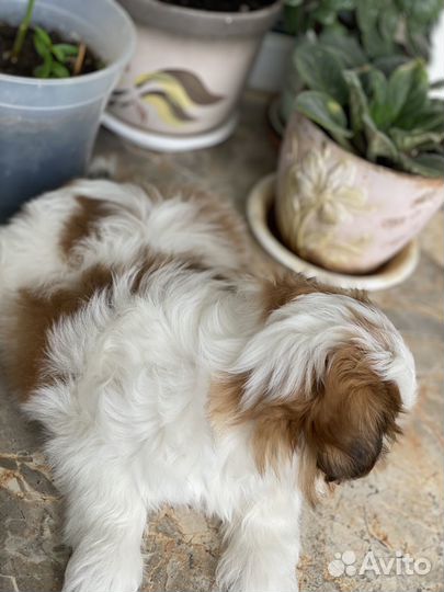 Маленькая собака