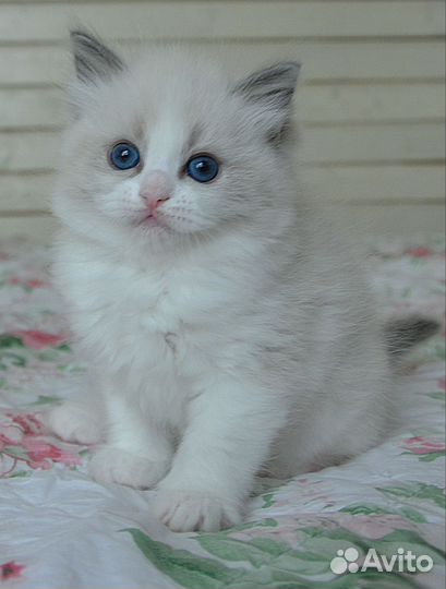 Клубные рэгдолл котята ragdoll family