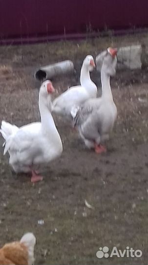 Холмогорские гуси на племя и на мясо