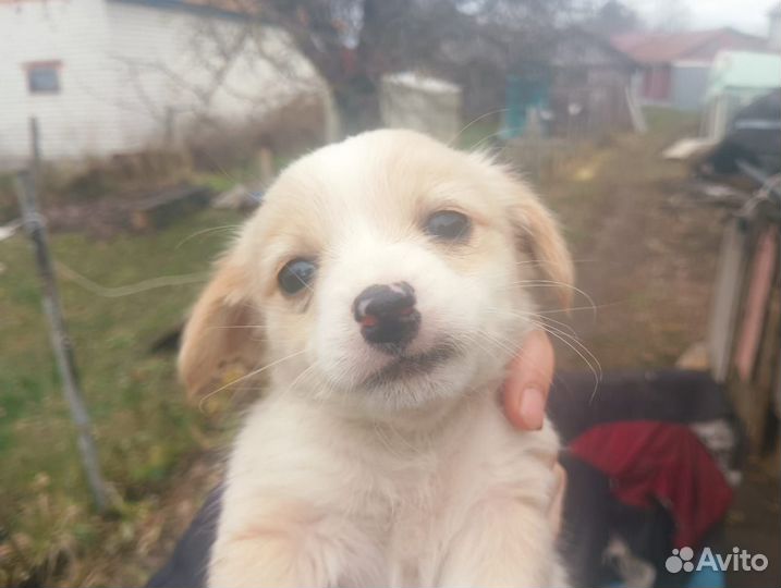 Маленькие собачки щенята в добрые руки