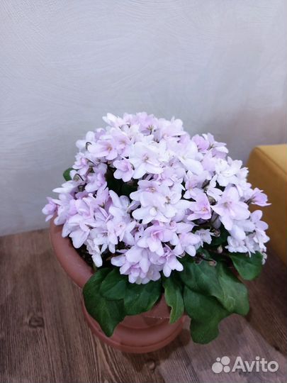 Фиалки трейлеры