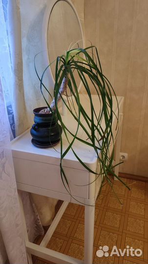 Бокарнея отогнутая