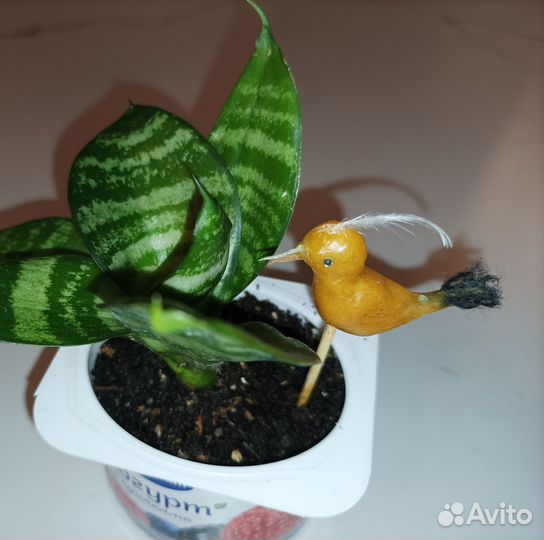 Сансивиерия