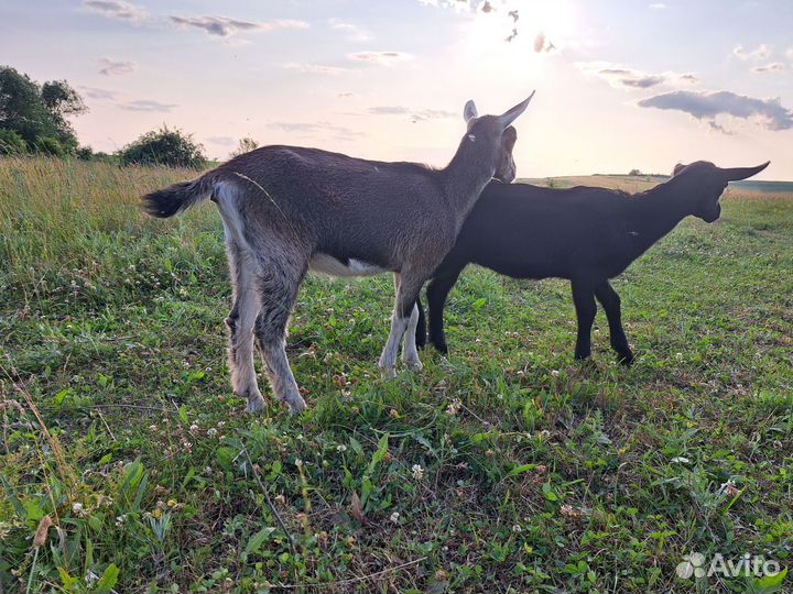 Альпийские козы и козлик