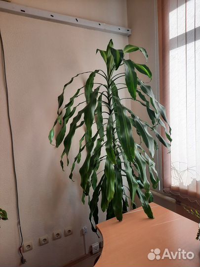 Комнатные растения Драцена