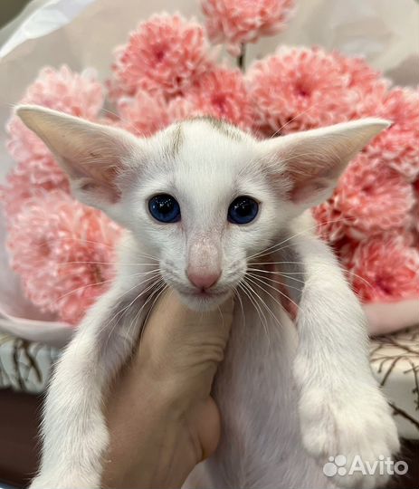 Ориентальные котята