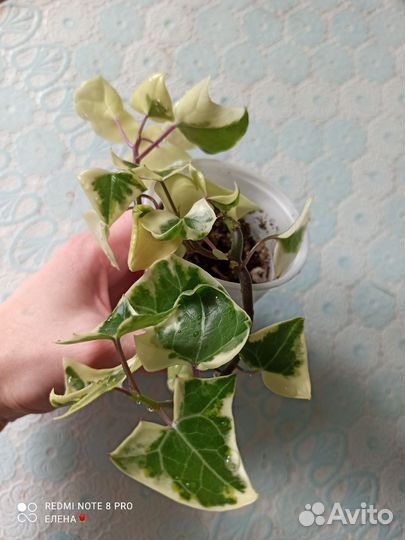 Крестовник вариегатный