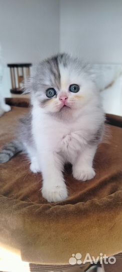 Хайленд фолд, девочка