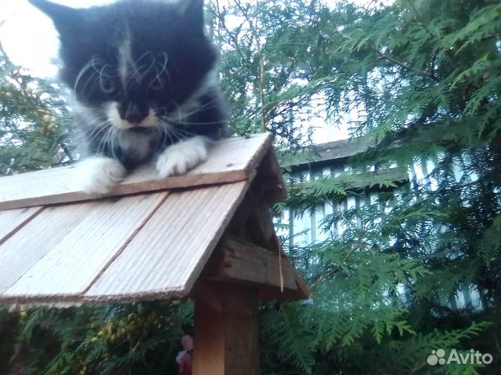 Отдам в добрые руки котят
