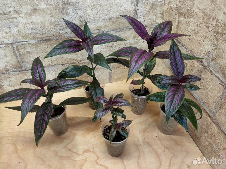 Комнатные разные. Цены в описании