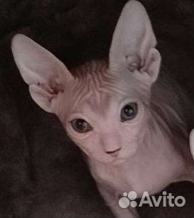 Котята Донской сфинкс
