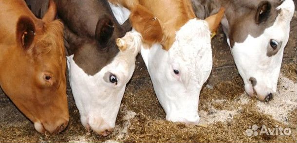 Комбикорм для откорма Телят