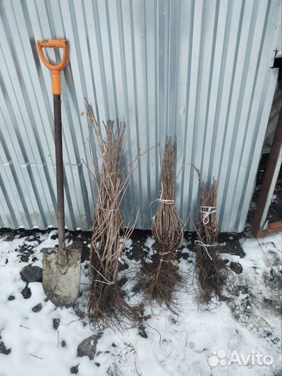 Саженцы яблони опт. Персик. Алыча. Абрикос. Груша