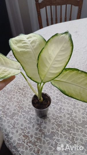 Диффенбахия камилла