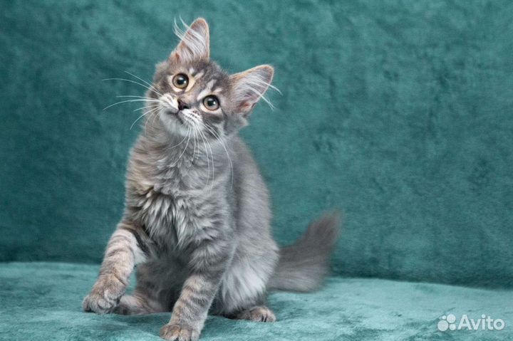 Малышка Хлоя