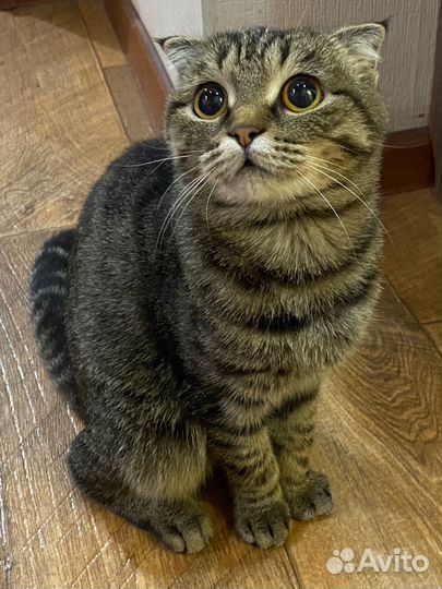 Кошечка вислоухая
