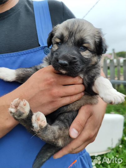 Собака в добрые руки щенок