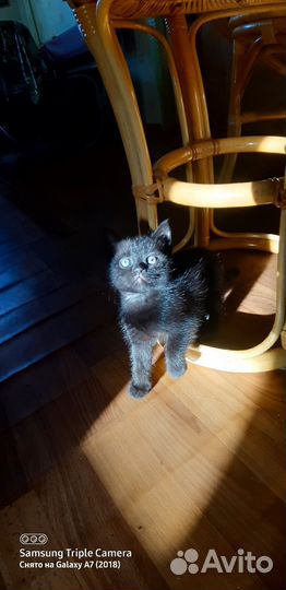 Шоколадная девочка