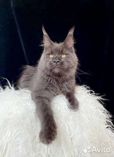 Мейн-кун девочка