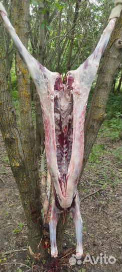 Мясо козлятина