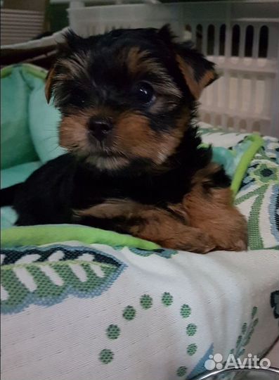 Щенок йорк девочка мини