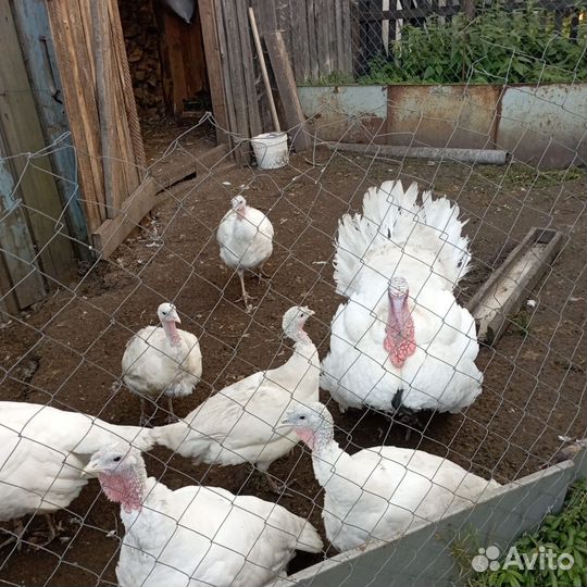 Продам индюков