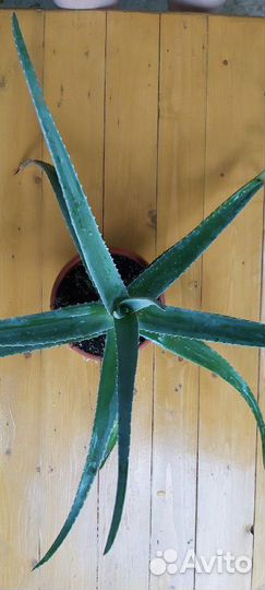 Алое Вера, трехлетнее лечебное растение