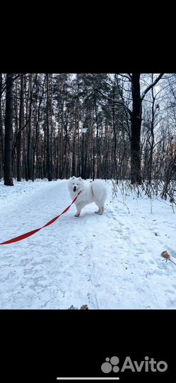 Самоедская лайка