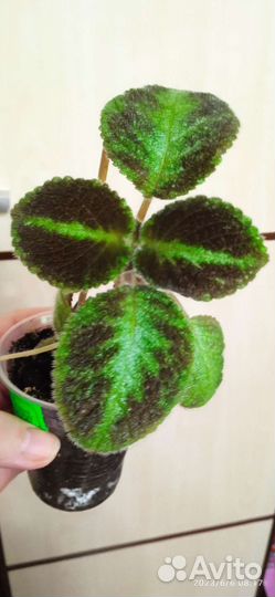 Комнатные Цветы 2