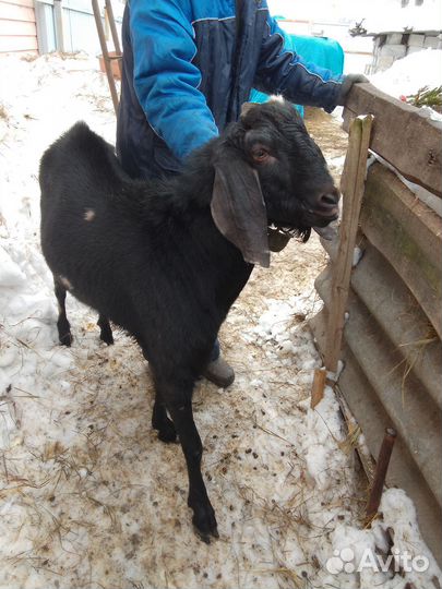 Козлята нубокамори