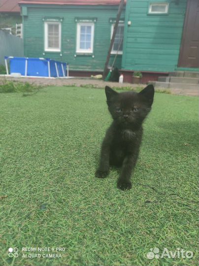 Черный котенок бесплатно