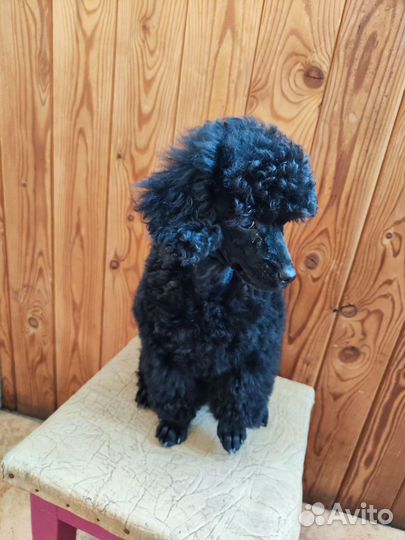 Щенки пуделя