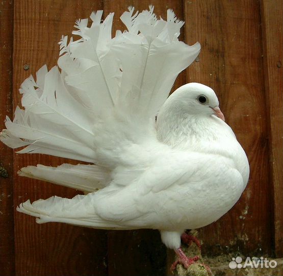 Голуби павлины