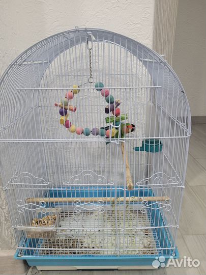 Неразлучники в клетке