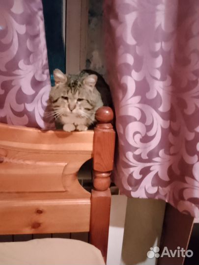 Котики бесплатно
