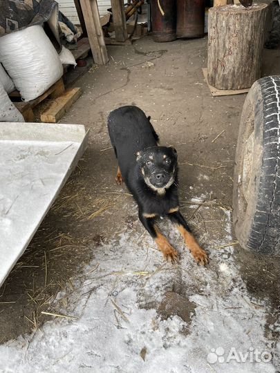 Пастушья собака