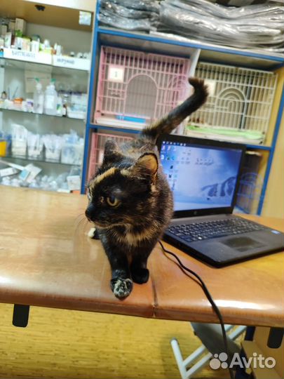 Спокойная и ласковая кошечка в добрые руки