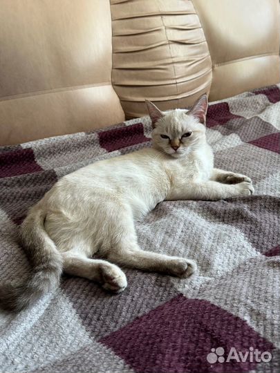 Кошечка в хорошие руки