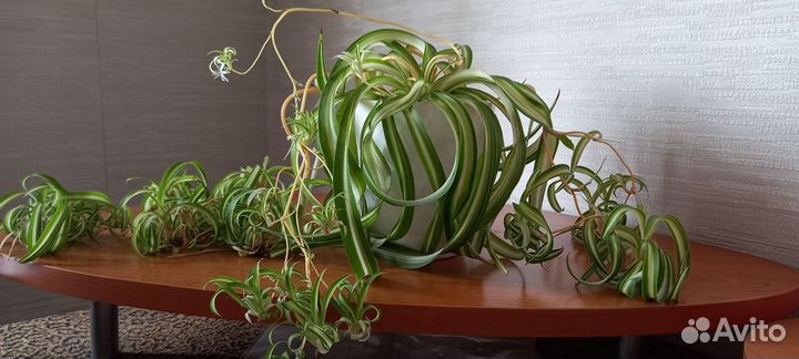 Хлорофитум кудрявый