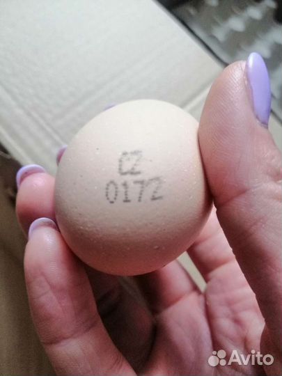 Инкубационное яйцо