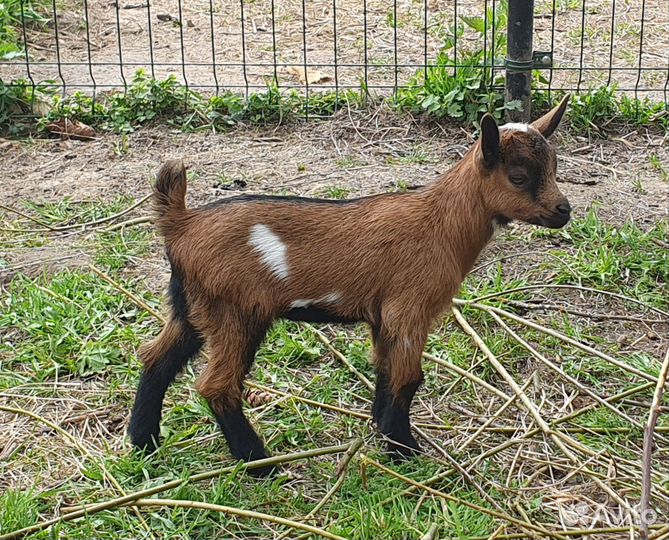 Карликовые козы и козочки молочного направления