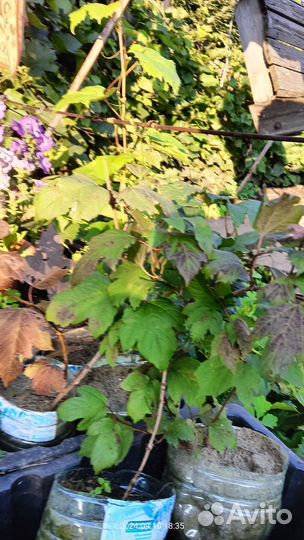 Калина бульденеж саженцы