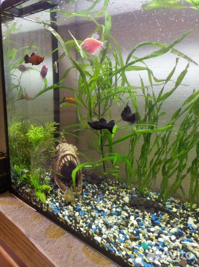 Аквариум