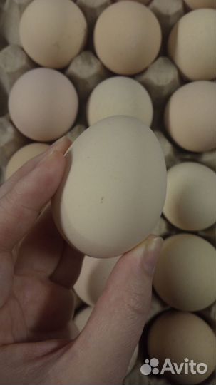 Инкубационное яйцо